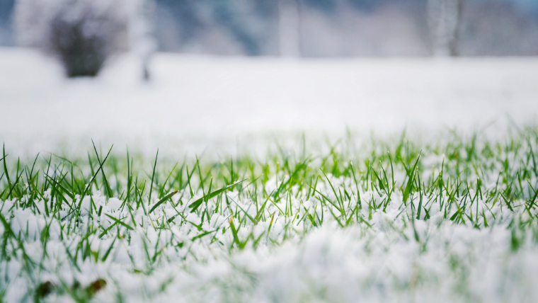 a-close-up-of-frosty-golf-course-grass