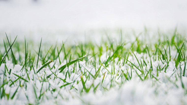 frosty-grass-on-a-golf-course